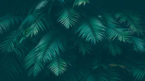 Tropical Palm Leaves Live Wallpaper – Serene Foliage in Motion