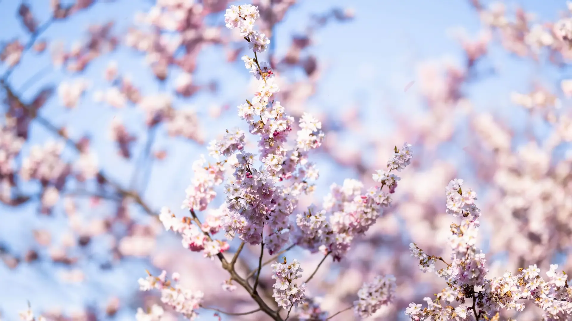 Cherry Blossom Spring live wallpaper for desktop