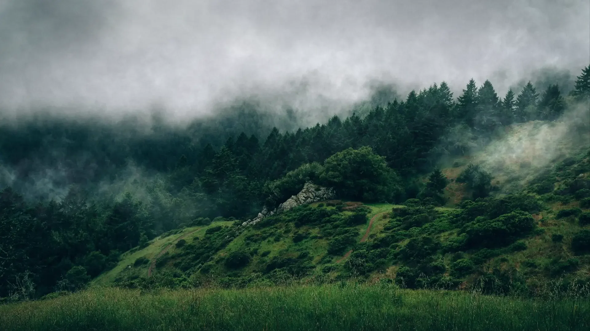 Forest Wrapped in Fog live wallpaper for desktop