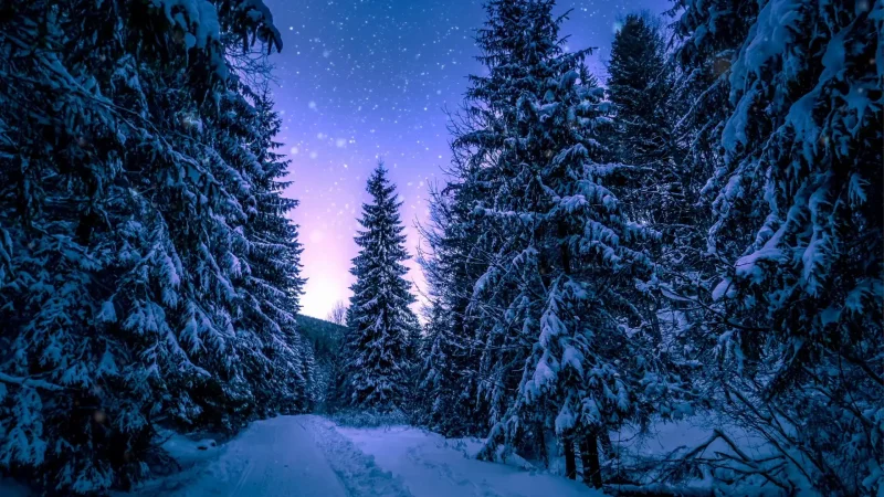 Winter Night Forest