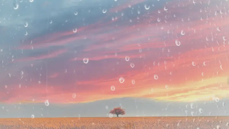 Lone Tree